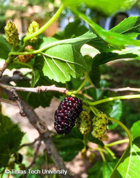 mulberry common name.